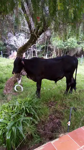 imagen Terneros para Cria