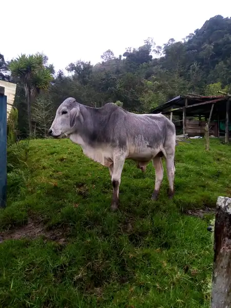 Terneros para Cria 1