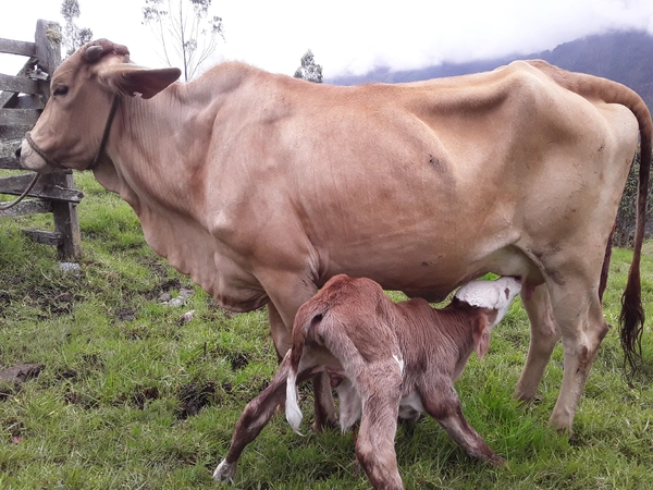 imagen Leche de Vaca