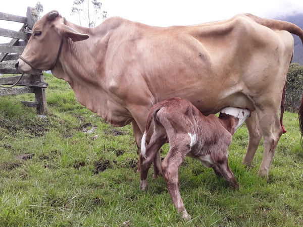 Leche de Vaca
